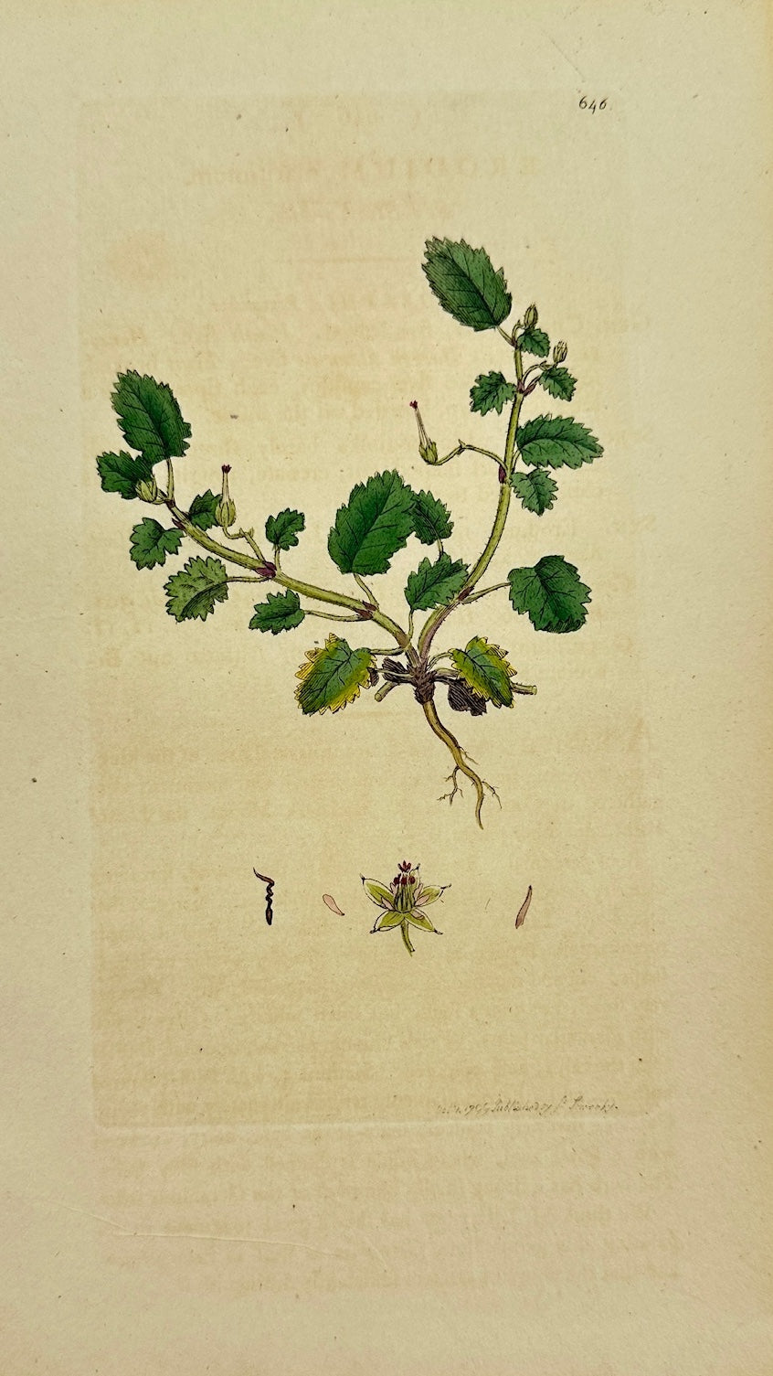 Antique Print - James Sowerby - Erodium Maritimum - Sea Stork's-bill - F1