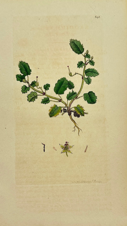 Antique Print - James Sowerby - Erodium Maritimum - Sea Stork's-bill - F1