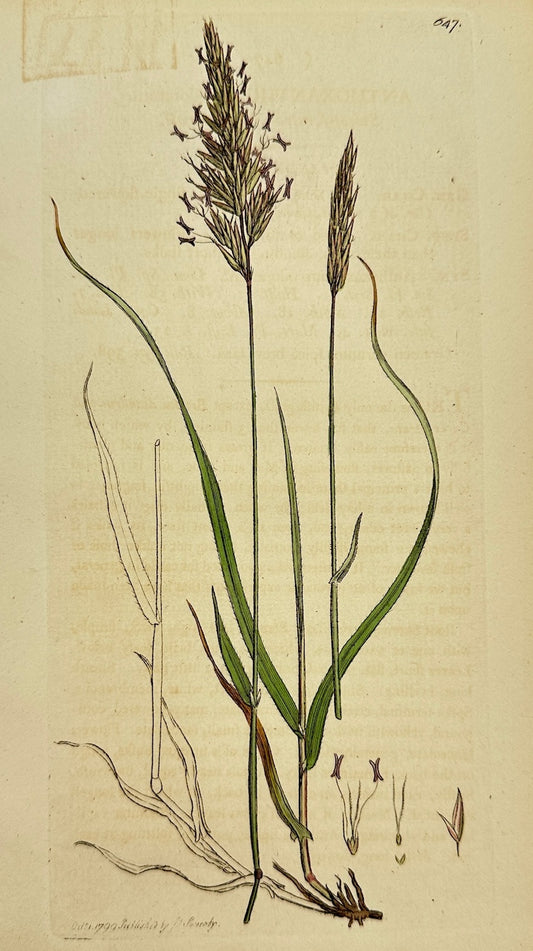 Antique Print - James Sowerby - Anthoxanthum Odoratum - Sweet Vernal Grass - F1