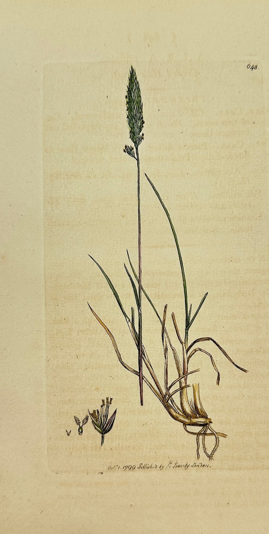 Antique Botanical Print - James Sowerby - Aira Cristata - Crested Hairgrass - F1