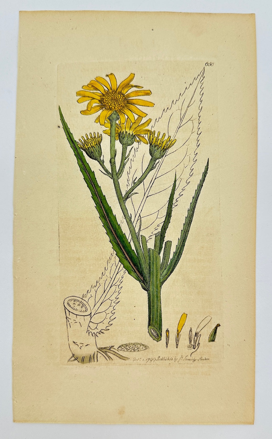 Antique Botanical Print - James Sowerby - Senecio Paludosus - Marsh Ragwort - F1
