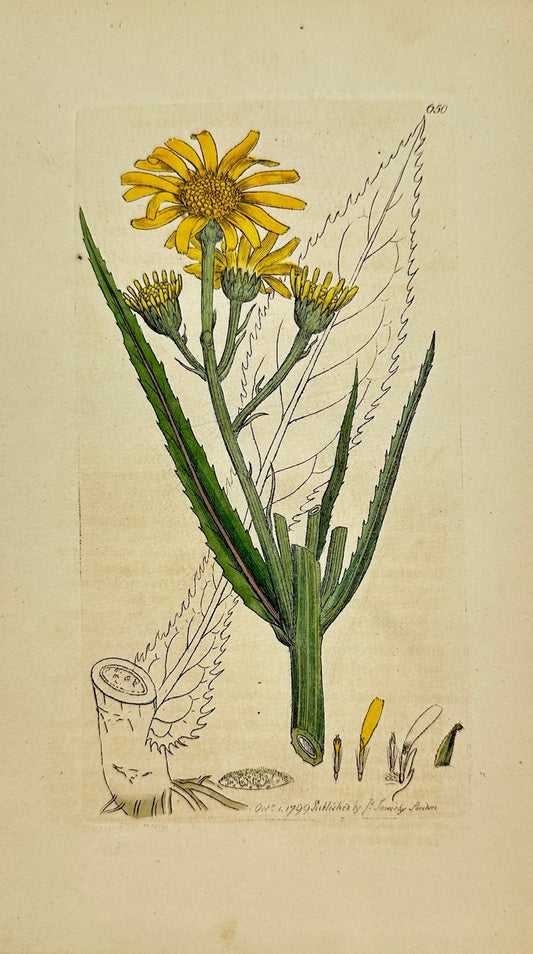 Antique Botanical Print - James Sowerby - Senecio Paludosus - Marsh Ragwort - F1