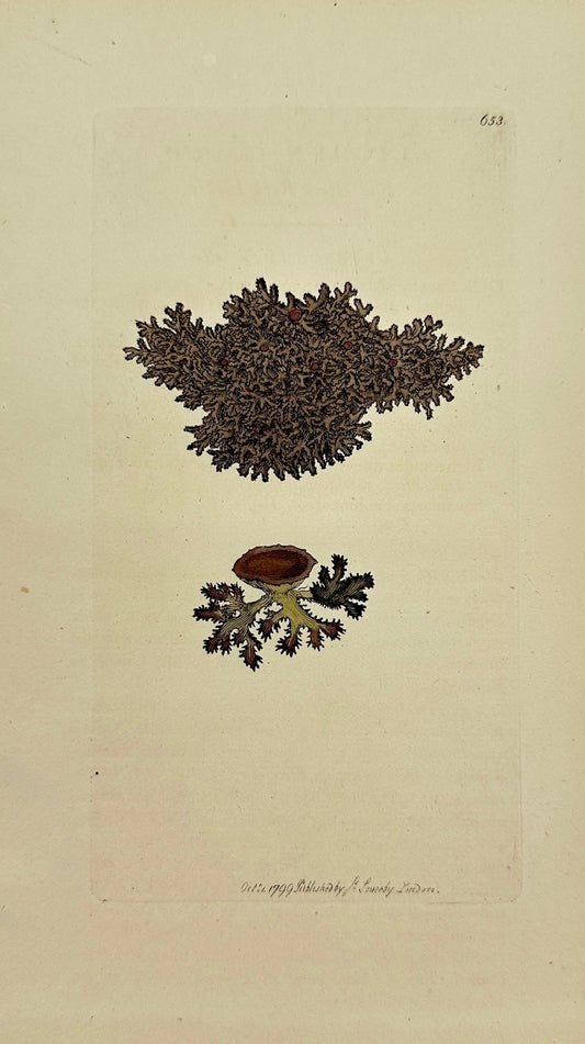 Antique Print - Sowerby - Lichen Fahlunenfis - Flat Black Rock Lichen - F1