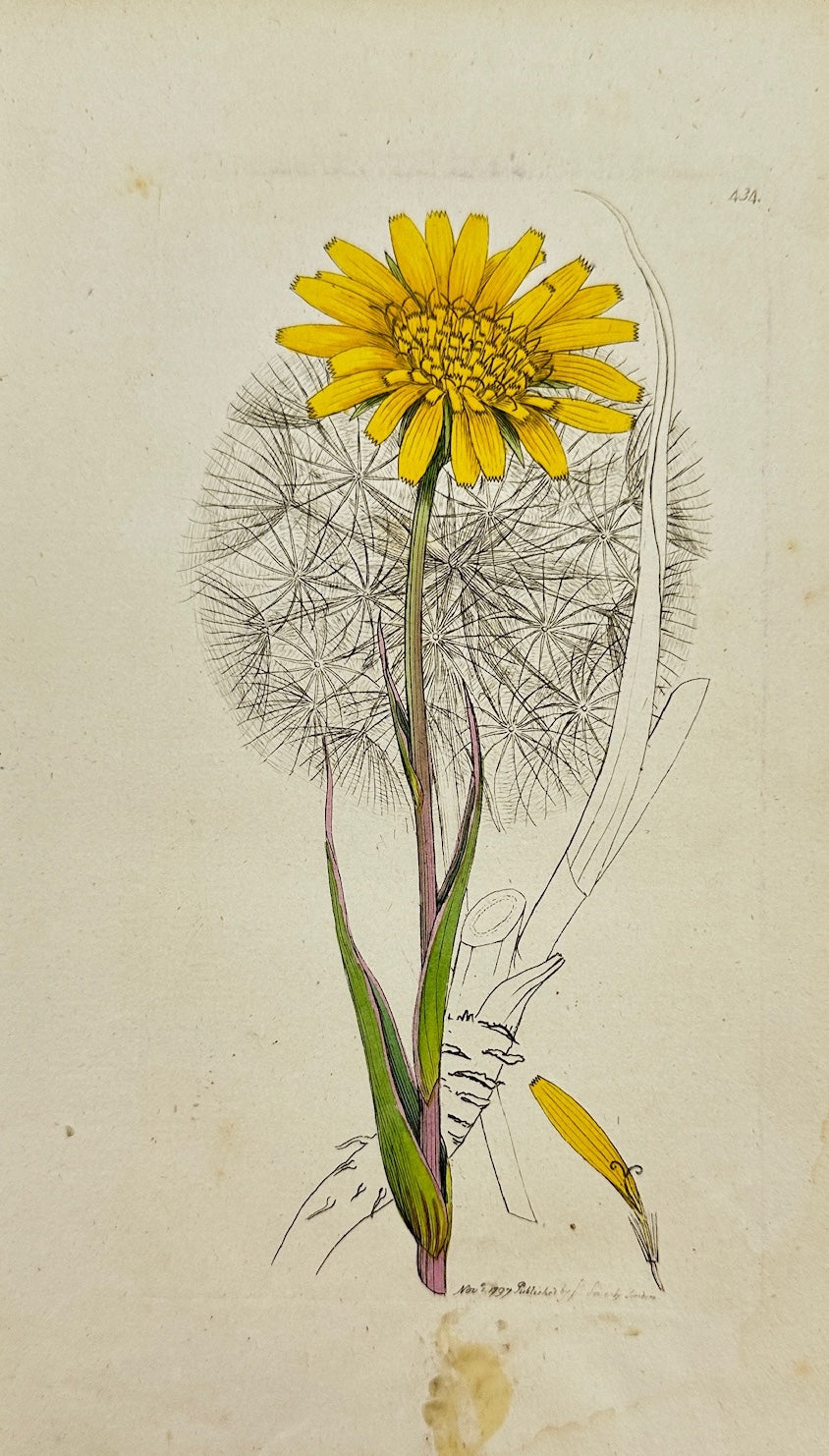 Antique Print - James Sowerby - Tragopogon Pratensis - Common Salsify - F1
