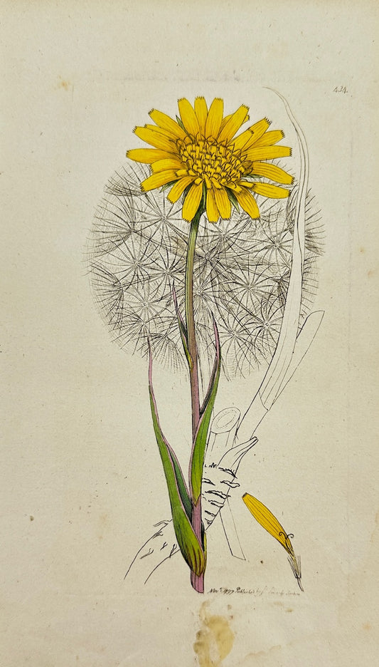 Antique Print - James Sowerby - Tragopogon Pratensis - Common Salsify - F1
