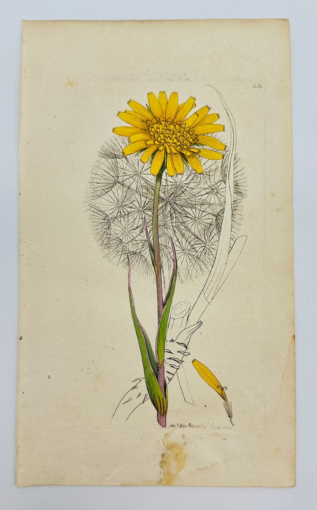 Antique Print - James Sowerby - Tragopogon Pratensis - Common Salsify - F1