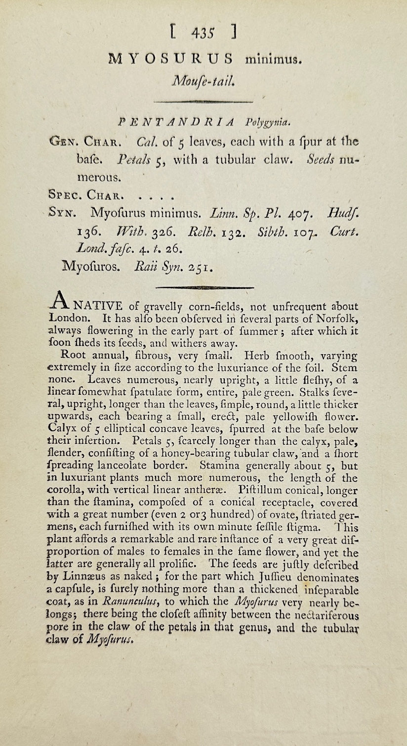 Antique Botanical Print - James Sowerby - Myosurus Minimus - Mouse-ear - F1