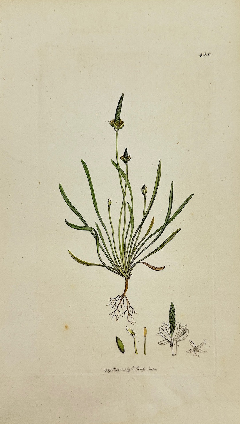 Antique Botanical Print - James Sowerby - Myosurus Minimus - Mouse-ear - F1