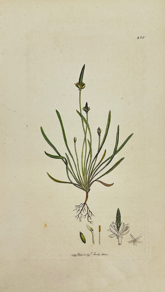 Antique Botanical Print - James Sowerby - Myosurus Minimus - Mouse-ear - F1