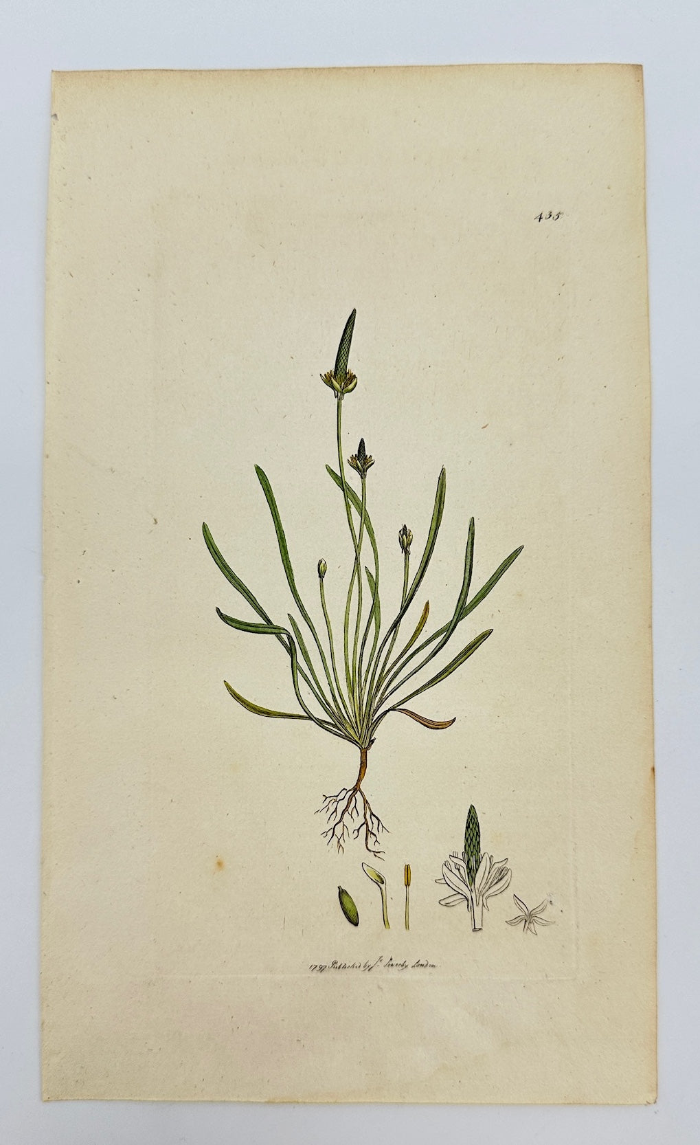 Antique Botanical Print - James Sowerby - Myosurus Minimus - Mouse-ear - F1