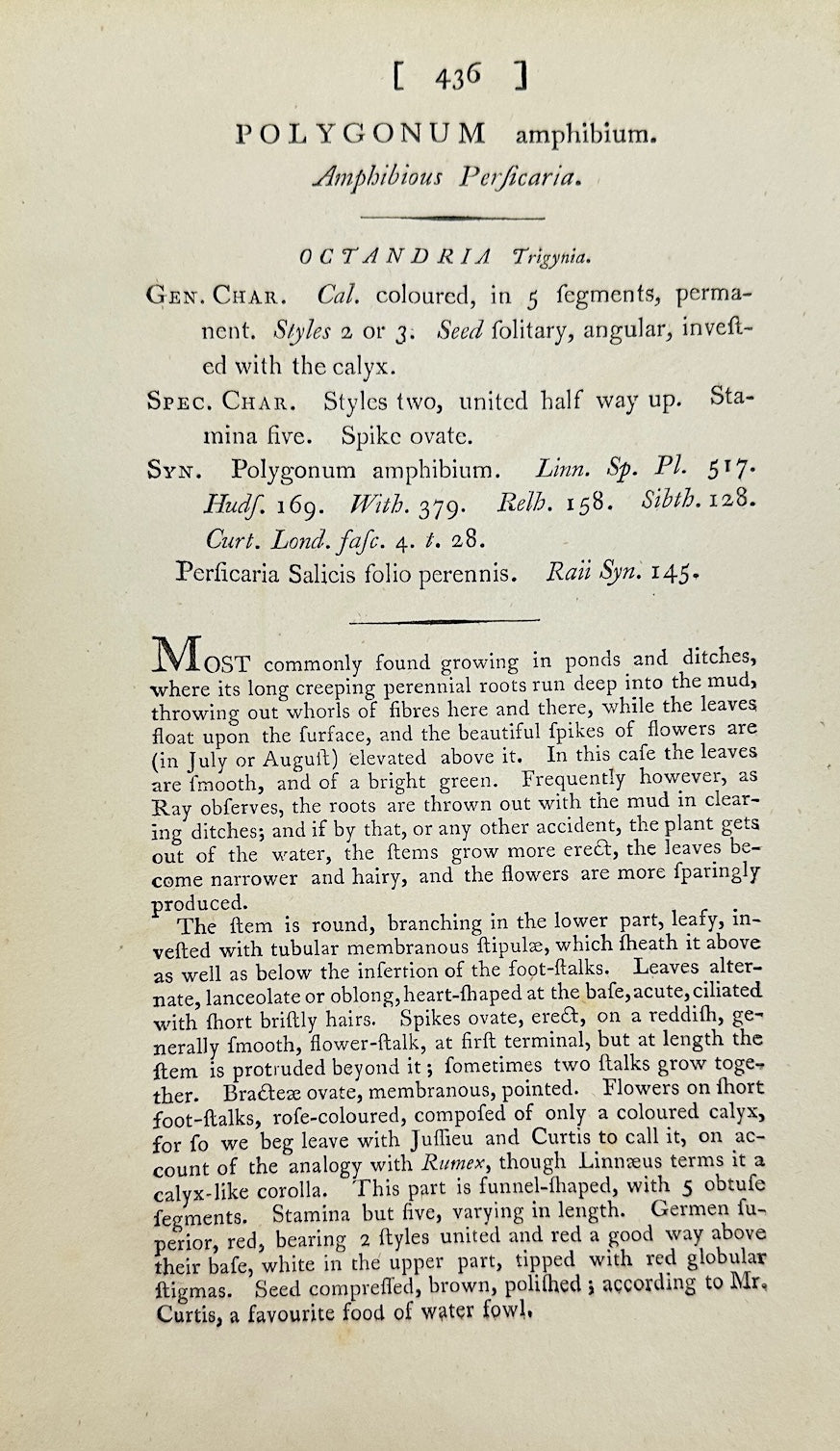 Antique Print - James Sowerby - Polygonum Amphibium - Amphibious Bistort - F1