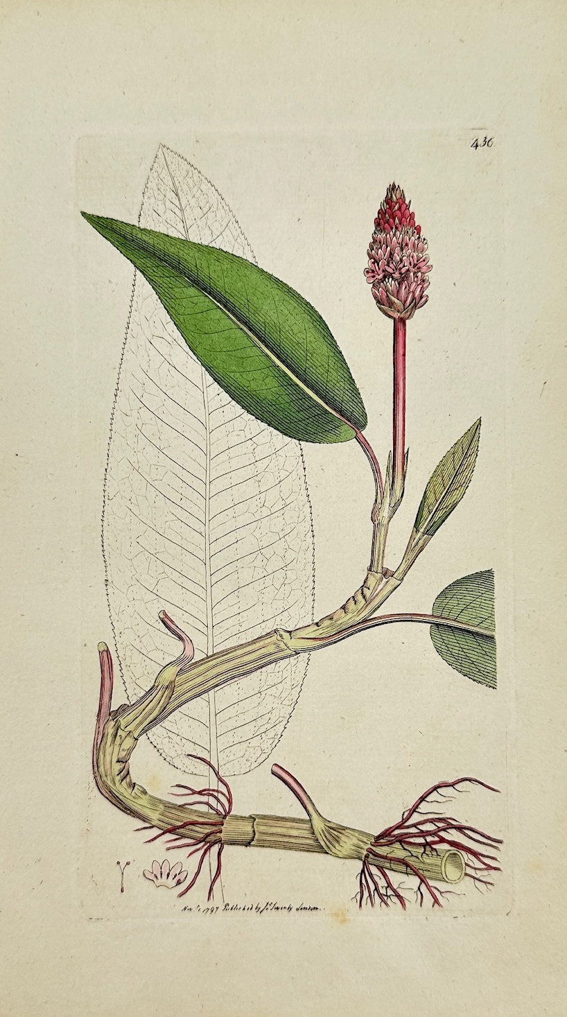 Antique Print - James Sowerby - Polygonum Amphibium - Amphibious Bistort - F1