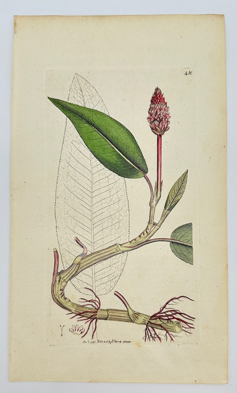 Antique Print - James Sowerby - Polygonum Amphibium - Amphibious Bistort - F1