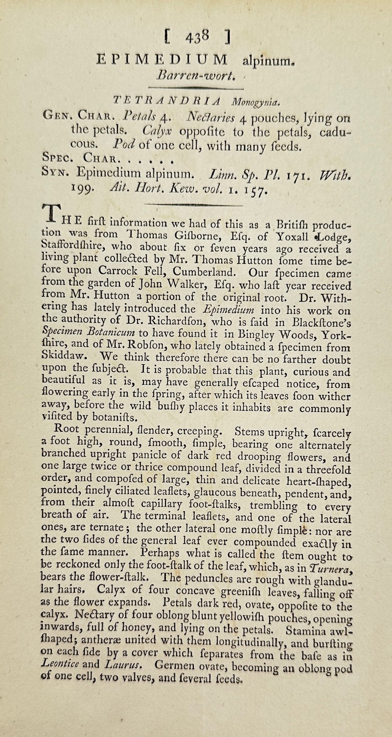 Antique Print - James Sowerby - Epimedium Alpinum - Alpine Barrenwort - F1