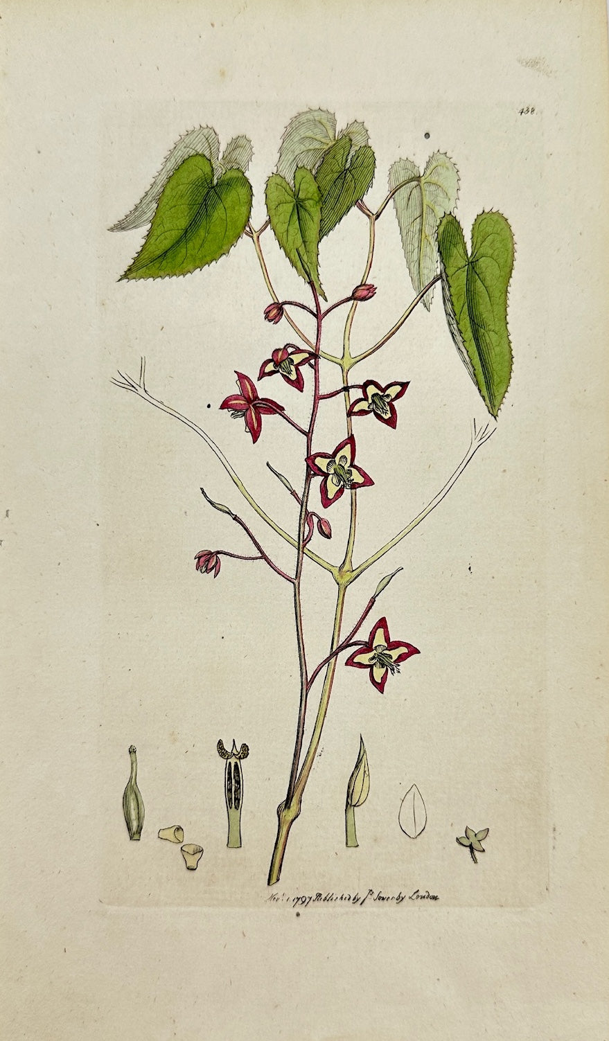 Antique Print - James Sowerby - Epimedium Alpinum - Alpine Barrenwort - F1