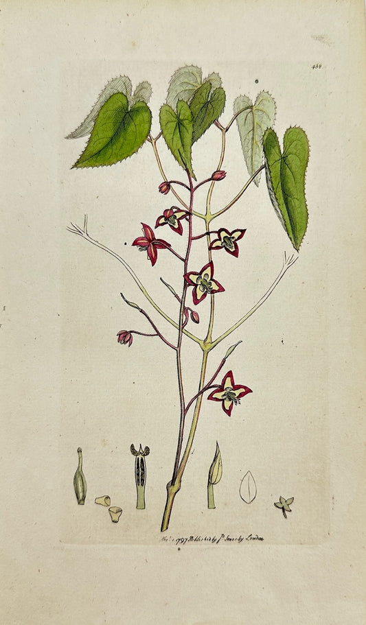 Antique Print - James Sowerby - Epimedium Alpinum - Alpine Barrenwort - F1