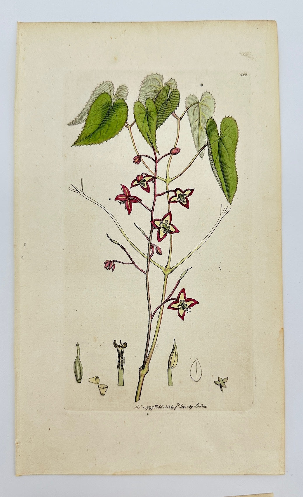 Antique Print - James Sowerby - Epimedium Alpinum - Alpine Barrenwort - F1