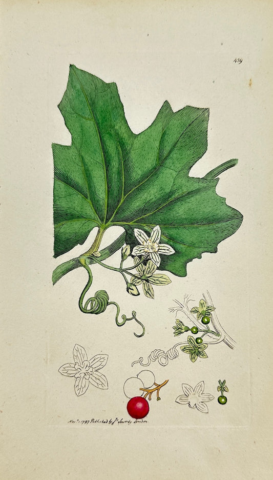 Antique Botanical Print - James Sowerby - Bryonia Dioica - White Bryony - F1
