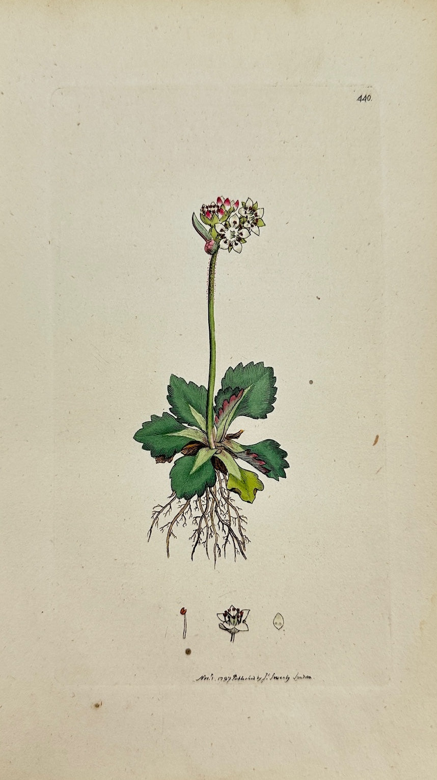 Antique Print - James Sowerby - Saxifraga Nivalis - Snow Saxifrage - F1