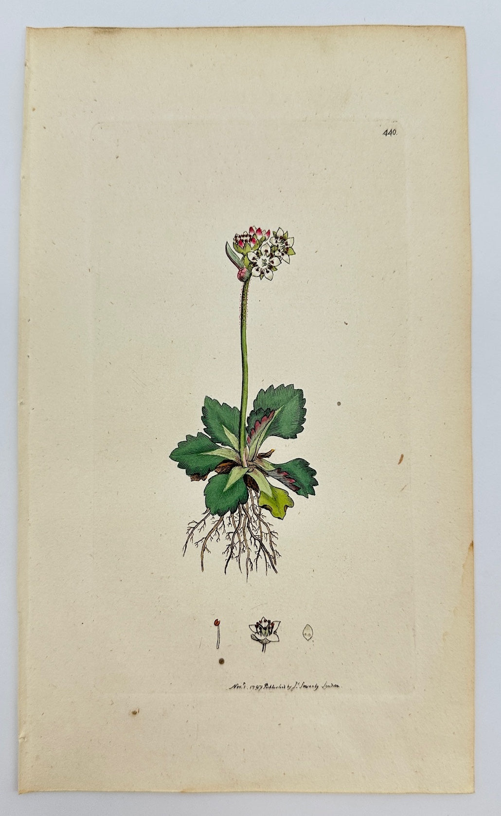 Antique Print - James Sowerby - Saxifraga Nivalis - Snow Saxifrage - F1