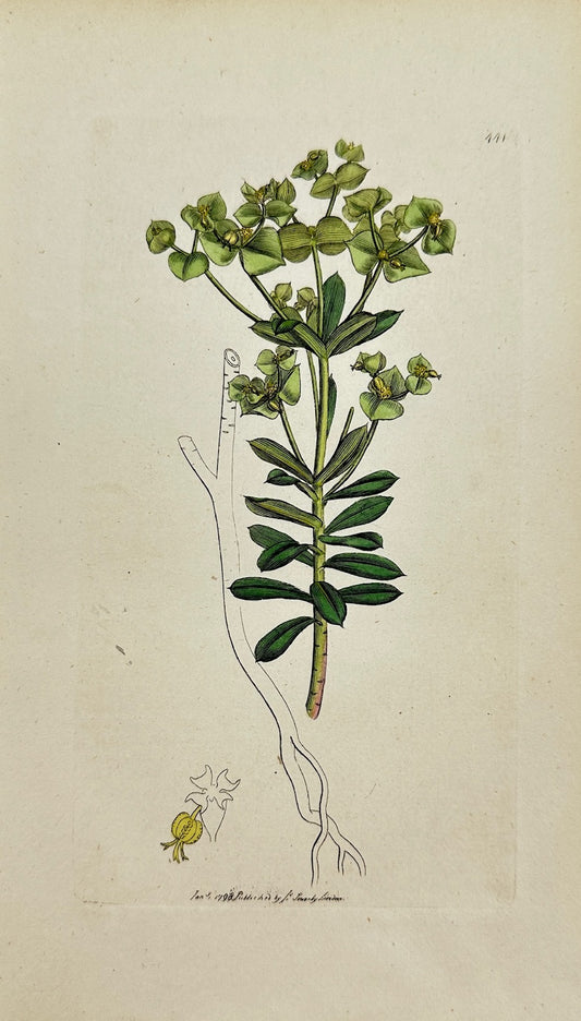 Antique Print - James Sowerby - Euphorbia Portlandica - Portland Spurge - F1