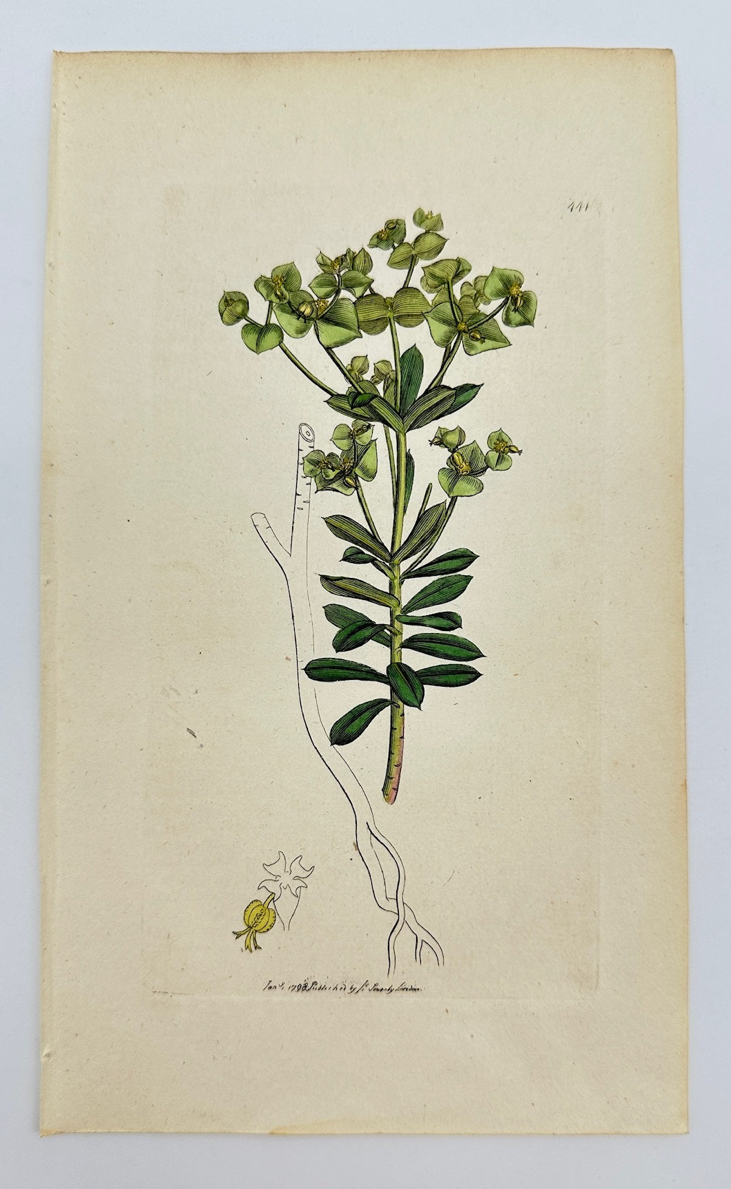 Antique Print - James Sowerby - Euphorbia Portlandica - Portland Spurge - F1