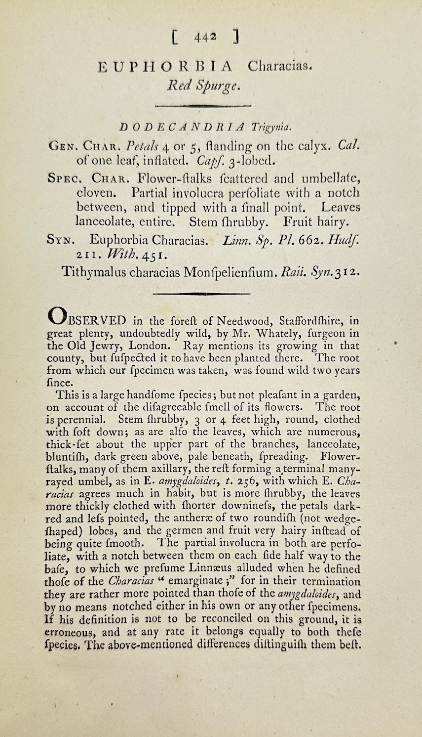 Antique Print - James Sowerby - Euphorbia Characias - Mediterranean Spurge - F1