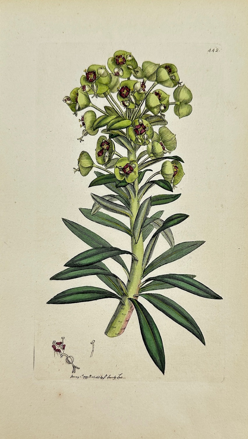 Antique Print - James Sowerby - Euphorbia Characias - Mediterranean Spurge - F1