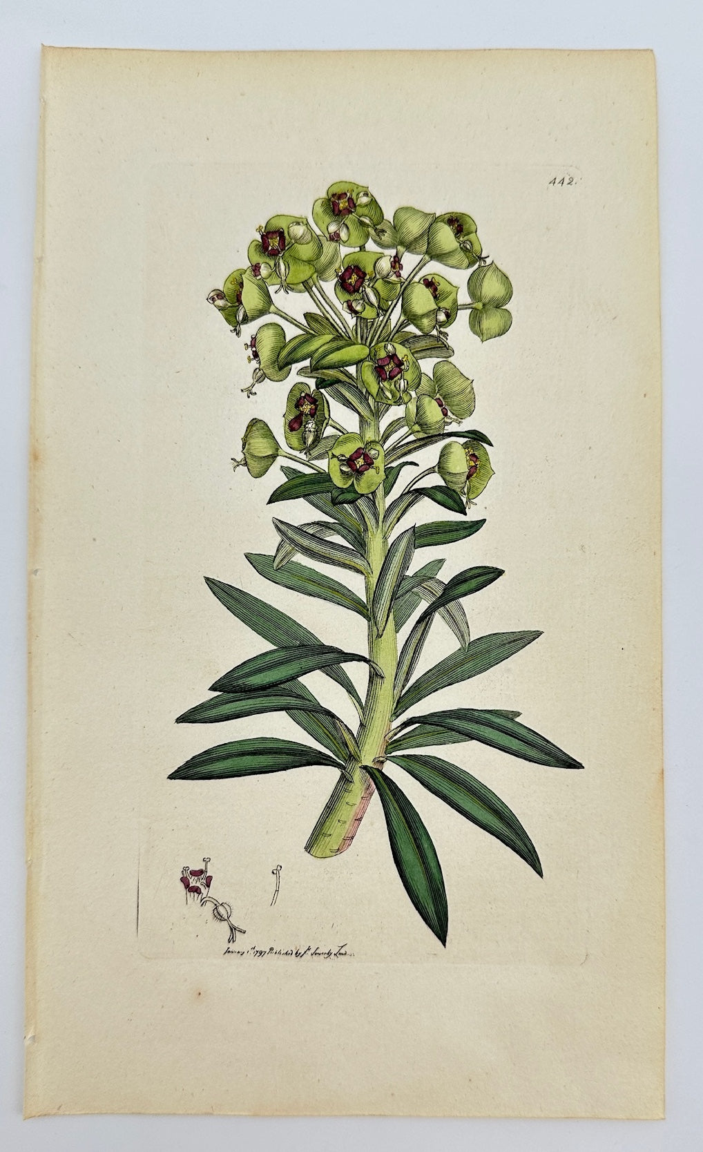 Antique Print - James Sowerby - Euphorbia Characias - Mediterranean Spurge - F1