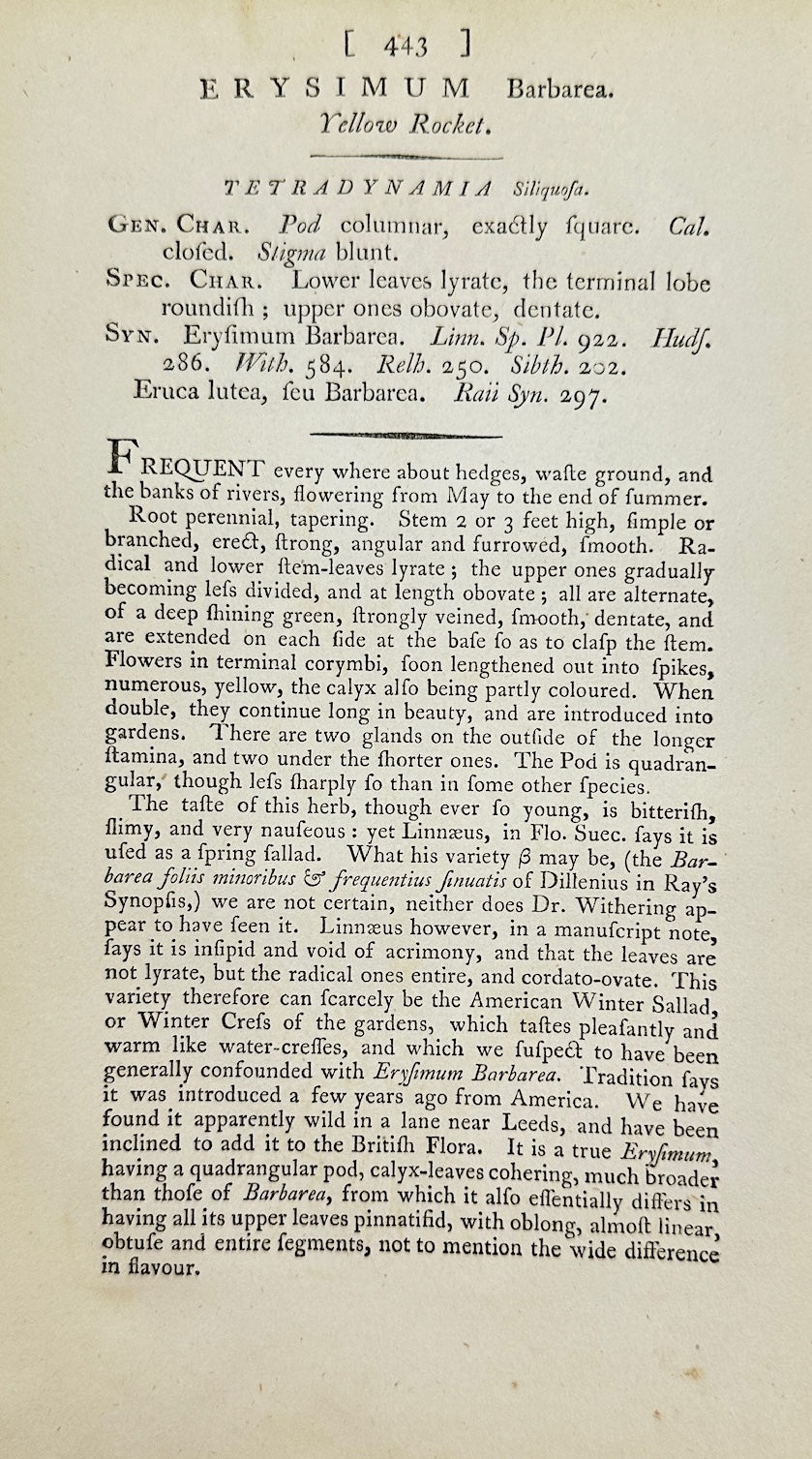 Antique Botanical Print - James Sowerby - Erysimum Barbarea - Yellow Rocket - F1