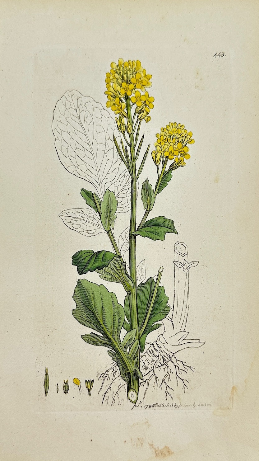 Antique Botanical Print - James Sowerby - Erysimum Barbarea - Yellow Rocket - F1