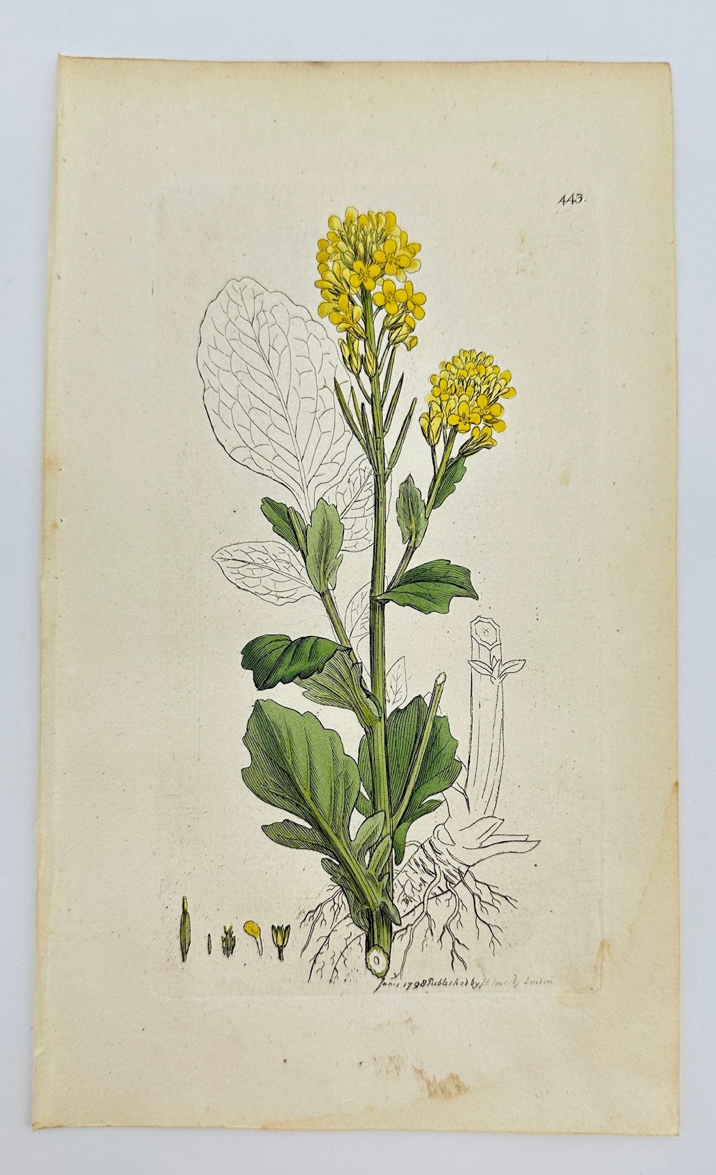 Antique Botanical Print - James Sowerby - Erysimum Barbarea - Yellow Rocket - F1