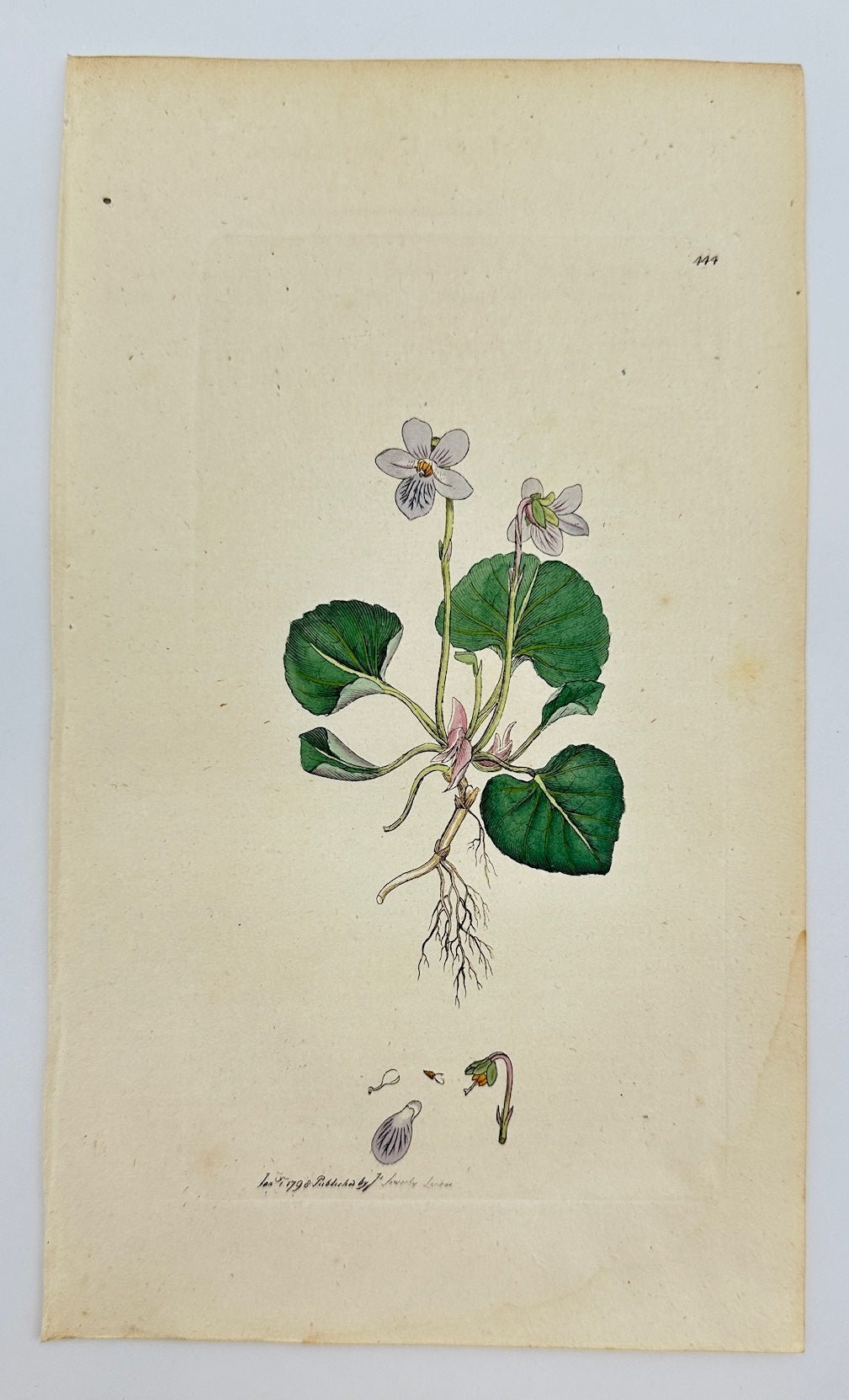 Antique Botanical Print - James Sowerby - Viola Palustris - Marsh Violet - F1