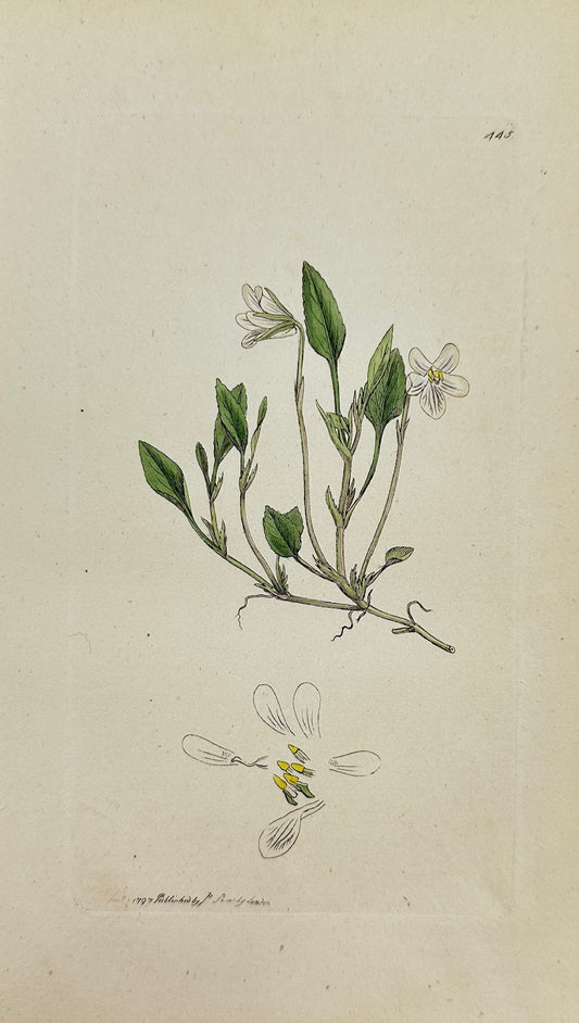 Antique Botanical Print - James Sowerby - Viola Lactea - Pale Dog Violet - F1