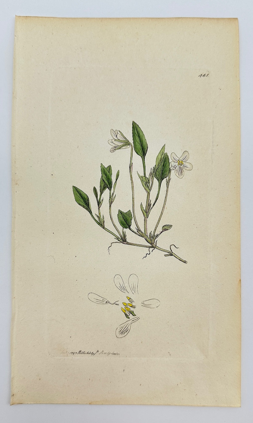 Antique Botanical Print - James Sowerby - Viola Lactea - Pale Dog Violet - F1