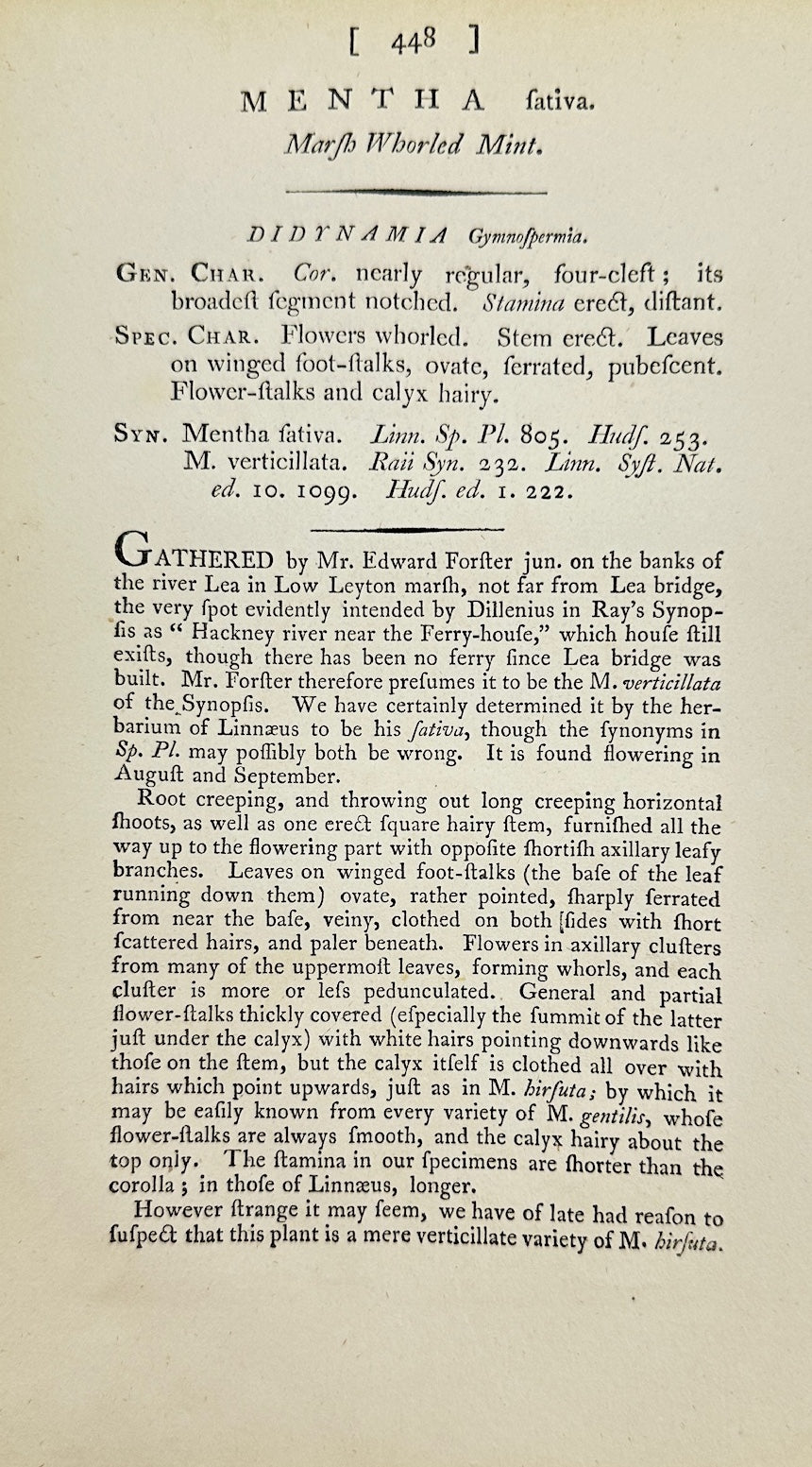 Antique Print - James Sowerby - Mentha Rotundifolia - Round-leaved Mint - F1