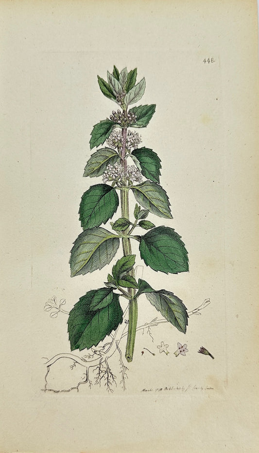 Antique Print - James Sowerby - Mentha Rotundifolia - Round-leaved Mint - F1