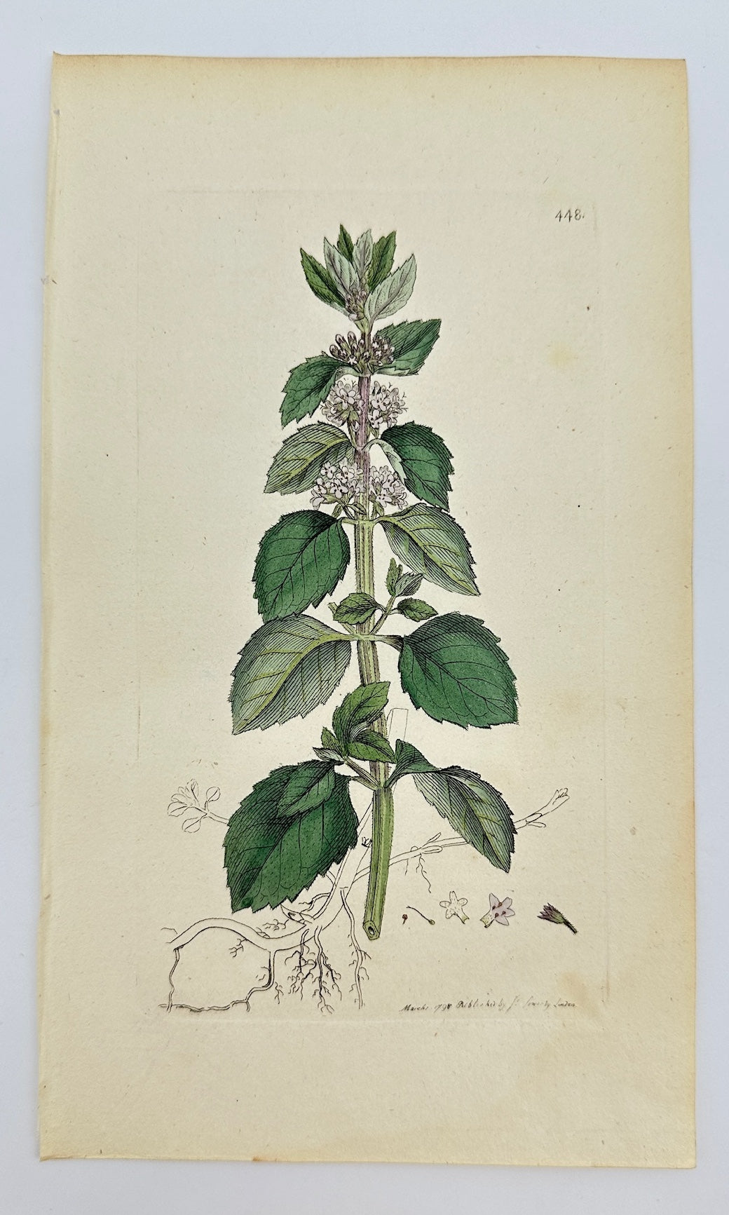 Antique Print - James Sowerby - Mentha Rotundifolia - Round-leaved Mint - F1