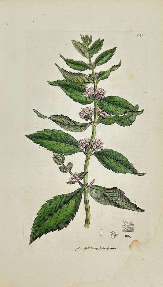 Antique Botanical Print - James Sowerby - Mentha Gentilis - Ginger Mint - F1