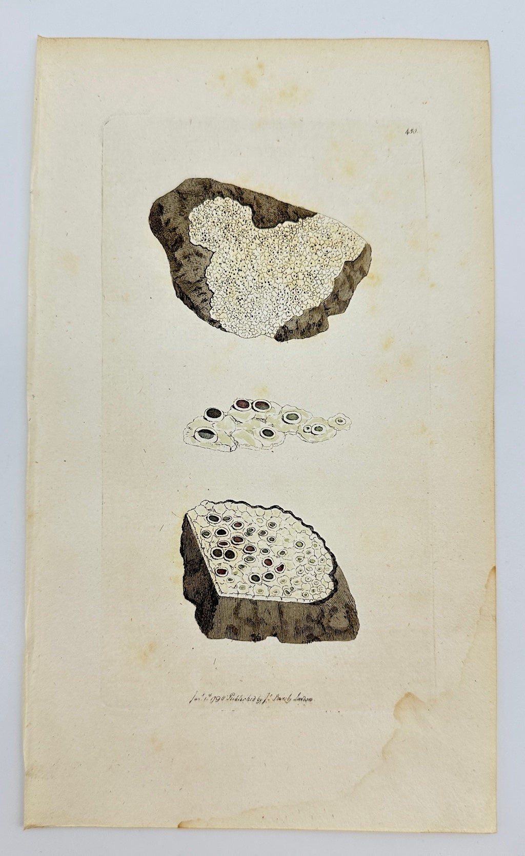 Antique Botanical Print - James Sowerby - Lichen Punctatus - Dotted Lichen - F1