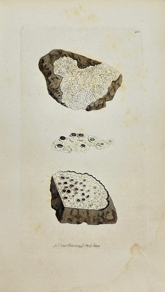 Antique Botanical Print - James Sowerby - Lichen Punctatus - Dotted Lichen - F1