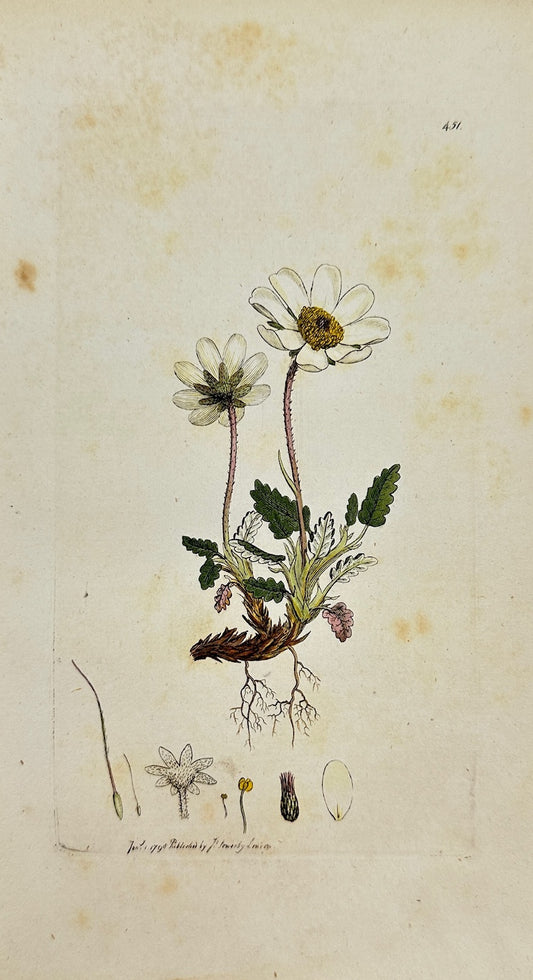 Antique Botanical Print - James Sowerby - Dryas Octopetala - Mountain Avens - F1