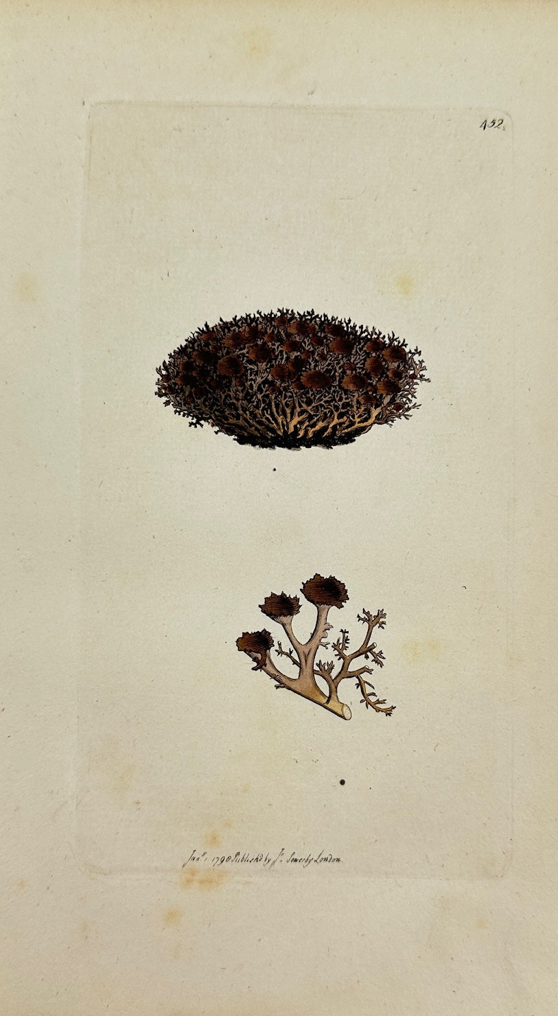 Antique Botanical Print - James Sowerby - Lichen Hispidus - Bristly Lichen - F1