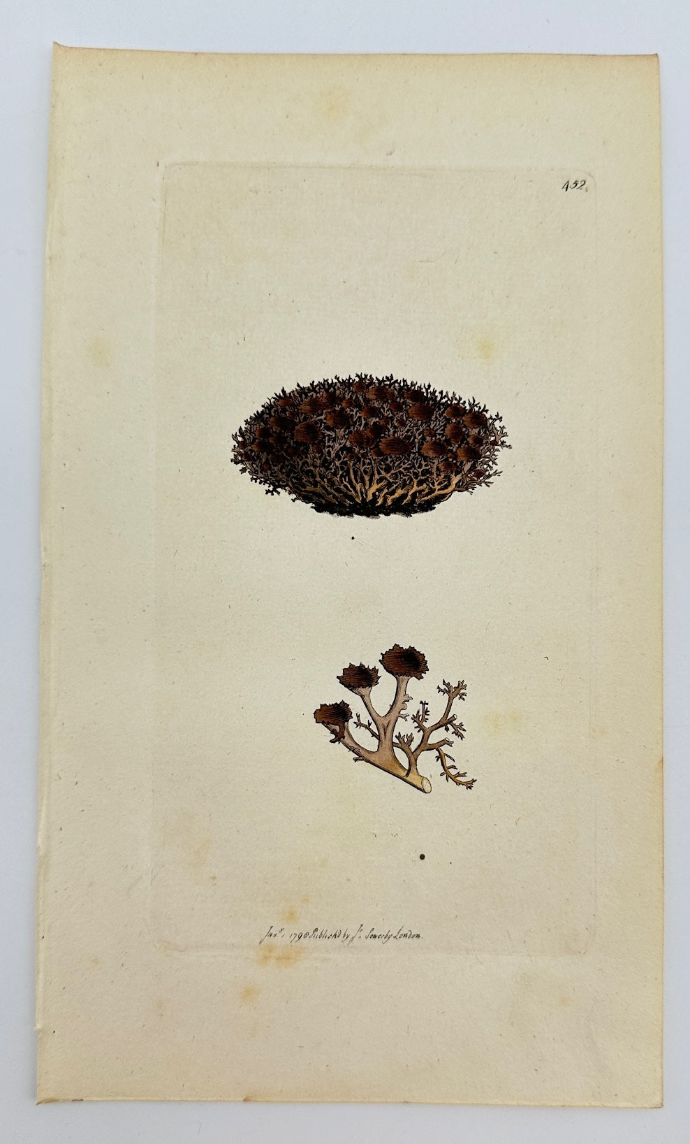 Antique Botanical Print - James Sowerby - Lichen Hispidus - Bristly Lichen - F1