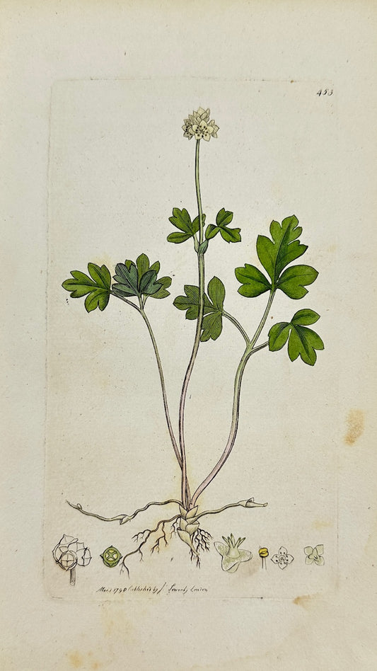 Antique Botanical Print - James Sowerby - Adoxa Moschatellina - Moschatel - F1