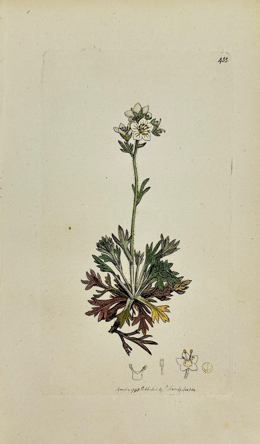 Antique Print - James Sowerby - Saxifraga Palmata - Palmate Saxifrage - F1
