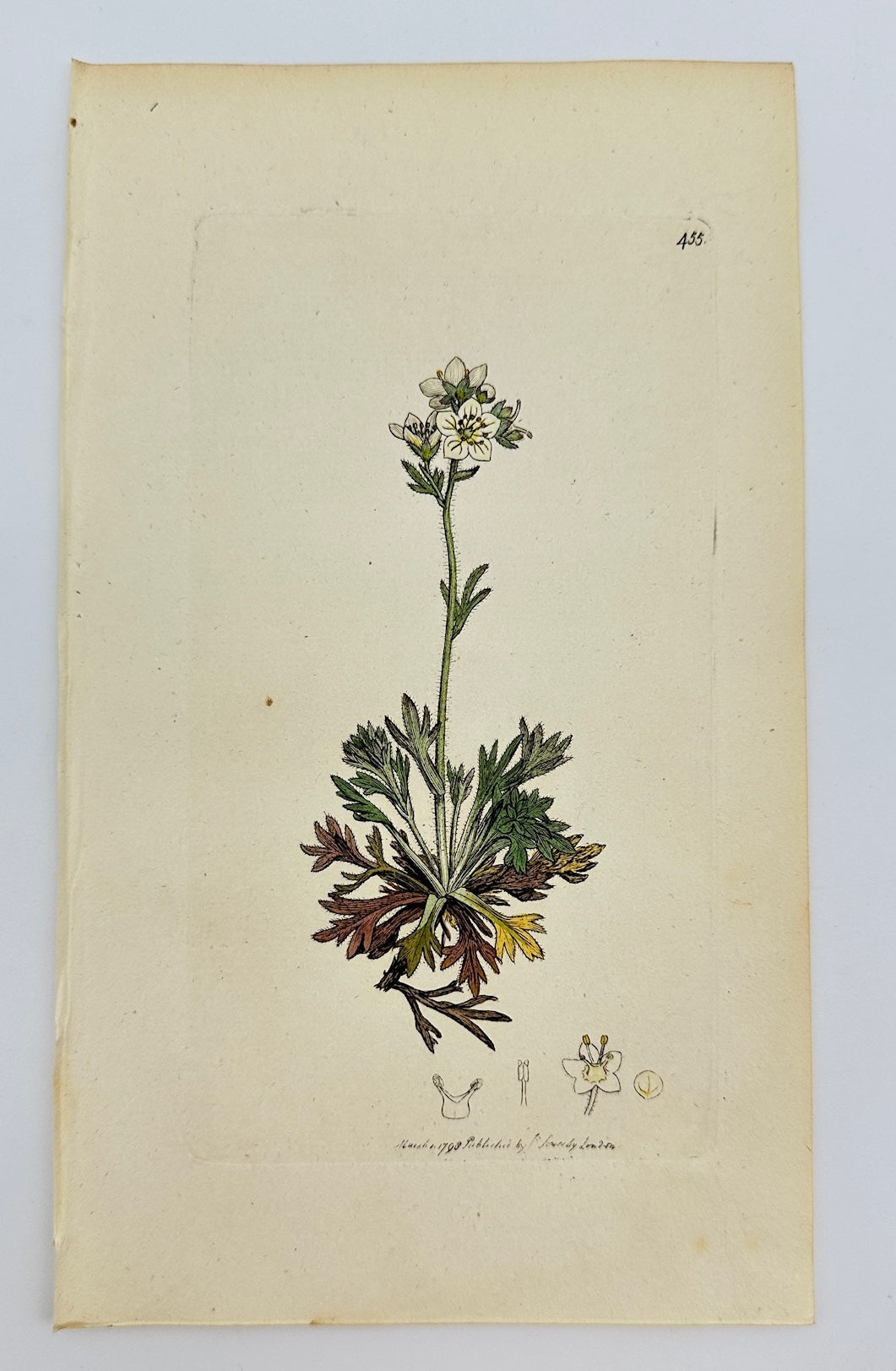 Antique Print - James Sowerby - Saxifraga Palmata - Palmate Saxifrage - F1