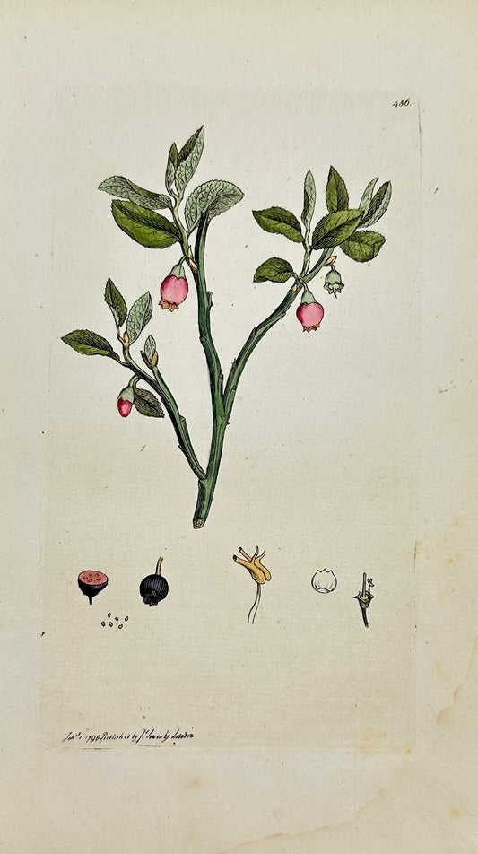 Antique Botanical Print - James Sowerby - Vaccinium Myrtillus - Bilberry - F1