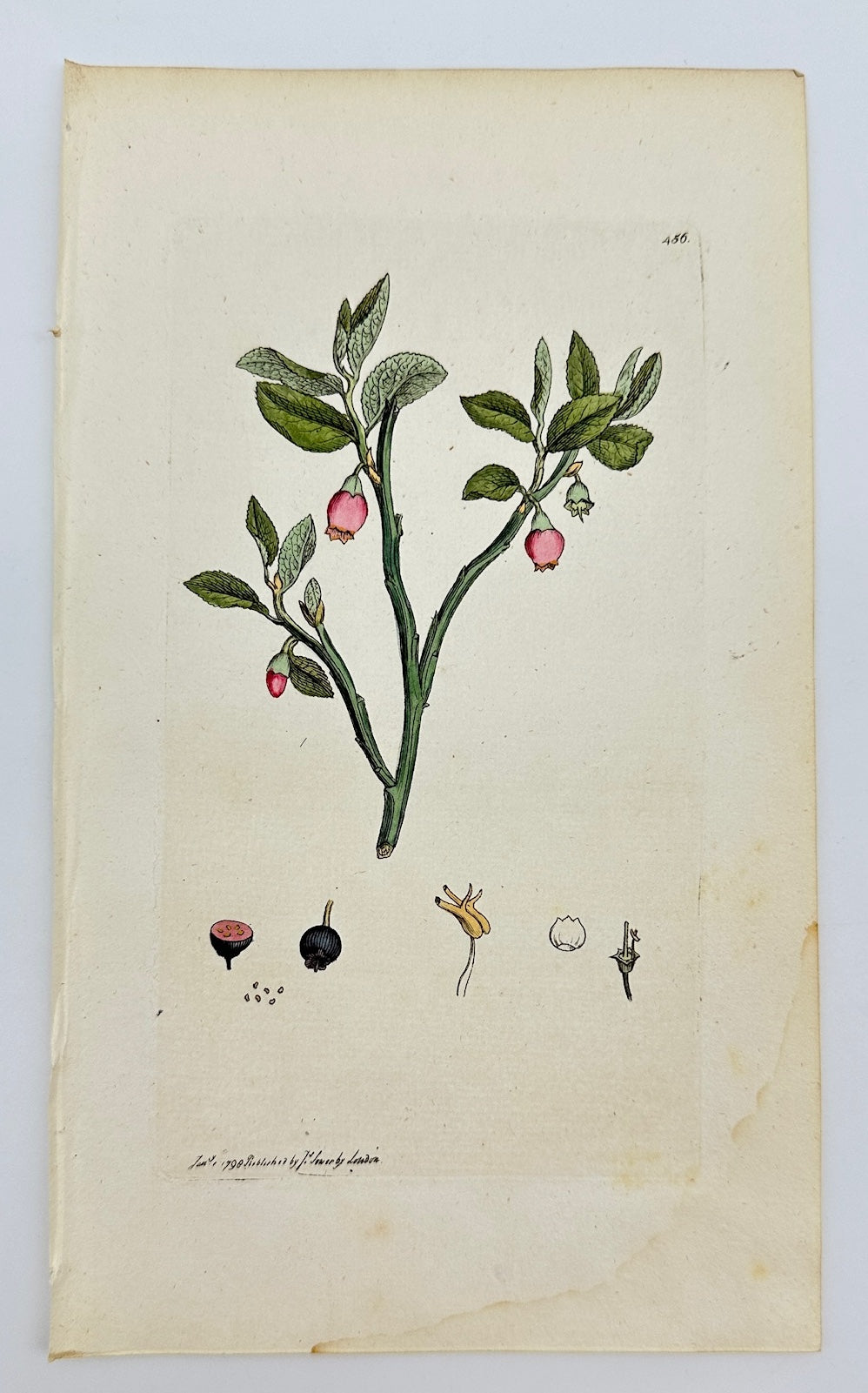 Antique Botanical Print - James Sowerby - Vaccinium Myrtillus - Bilberry - F1