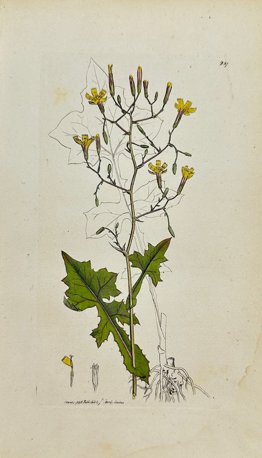 Antique Botanical Print - James Sowerby - Prenanthes Muralis - Wall Lettuce - F1